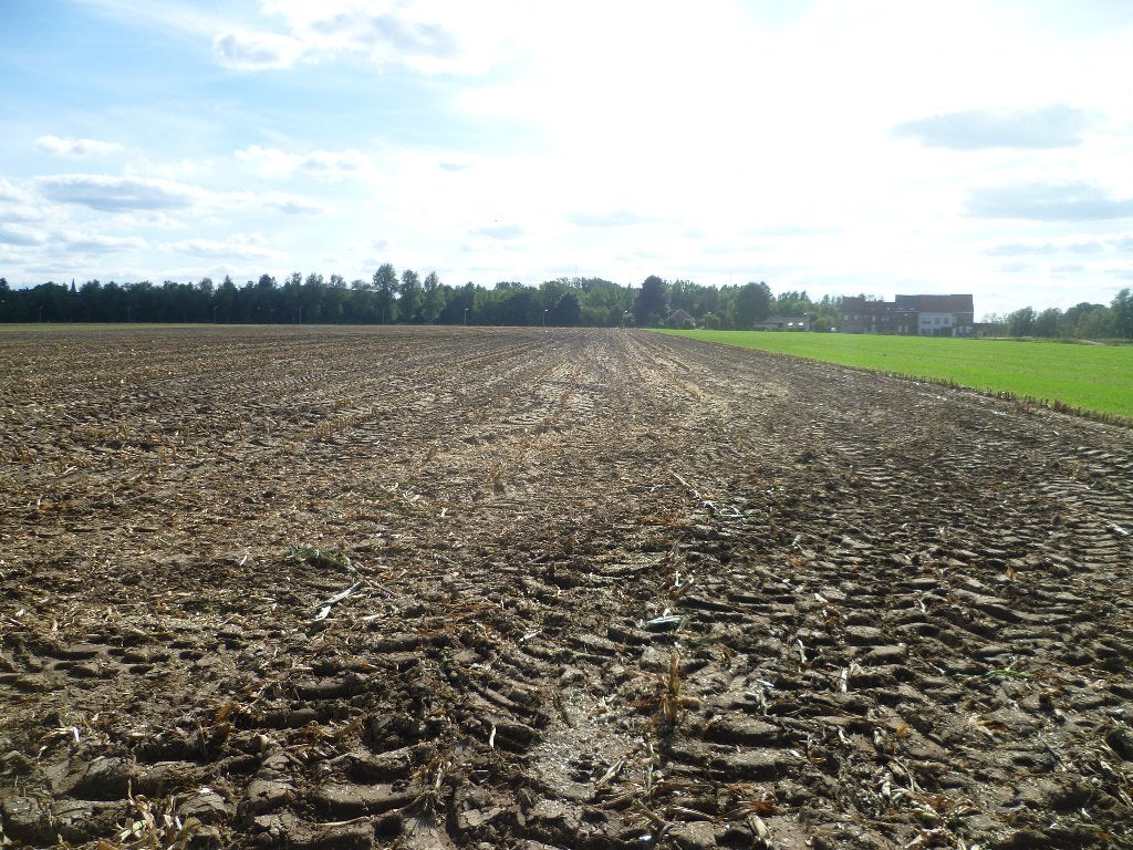 weiland voor schapen, Pâturage