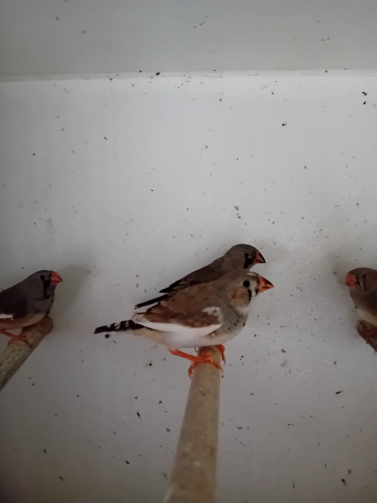 Zebravinkjes, Dieren en Toebehoren, Vogels | Kanaries