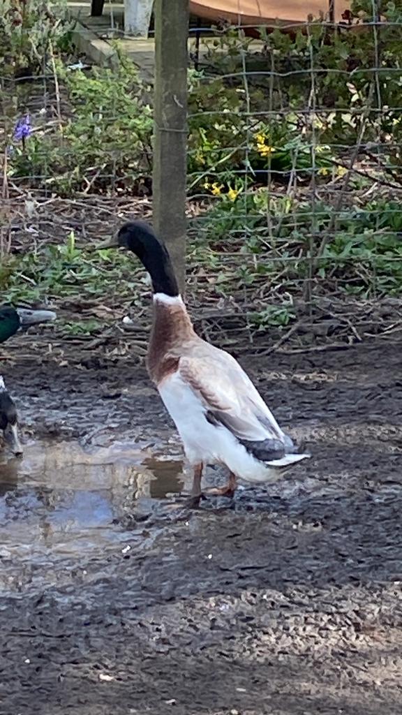 Loopeend mannetjes, Dieren en Toebehoren