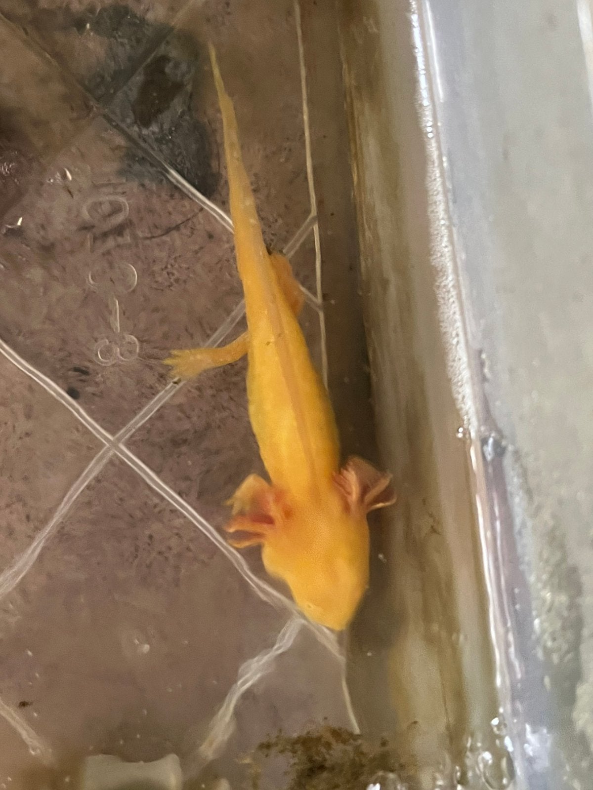 Golden albino axolotls, Dieren en Toebehoren, Amfibie, 0 tot 2 jaar