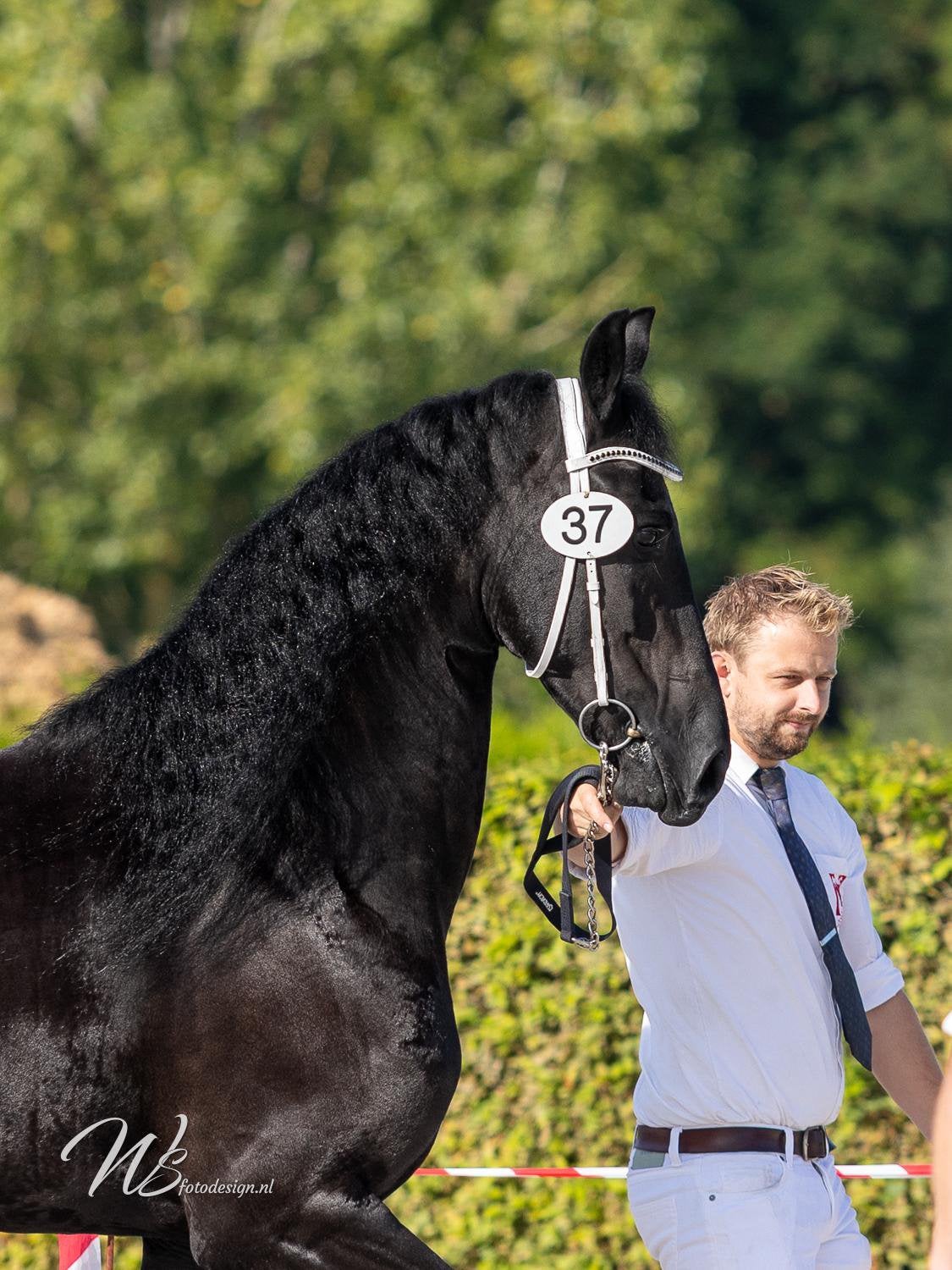 Friese merrie, Animaux & Accessoires, Jument, 165 à 170 cm, Cheval de dressage, 3 à 6 ans
