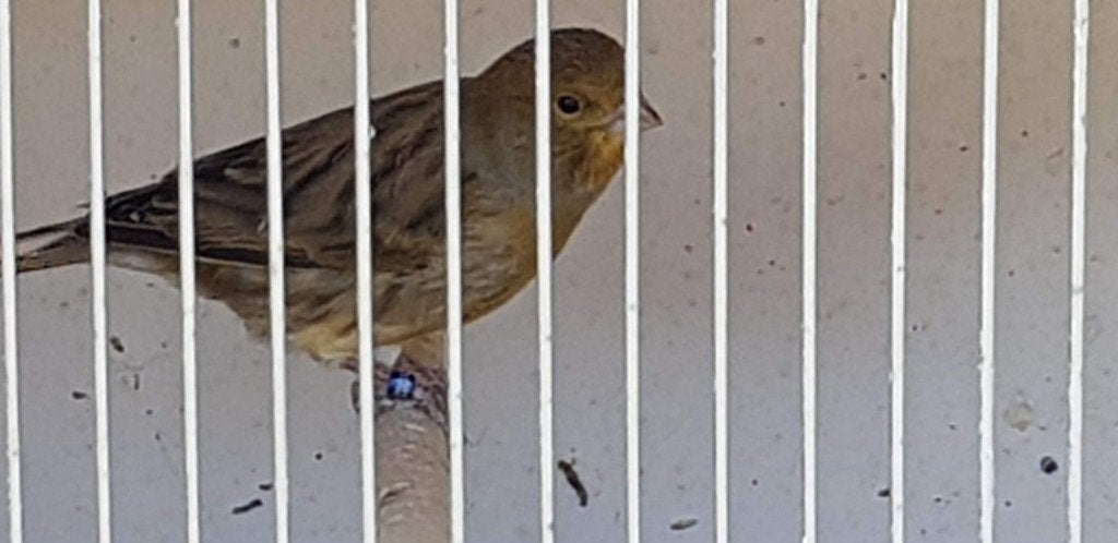 Kanarie man, Dieren en Toebehoren