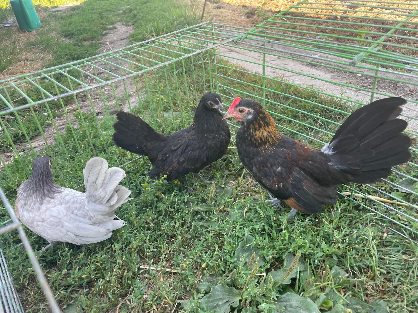 Trio jonge hollandse krielen ( klein kippenras)