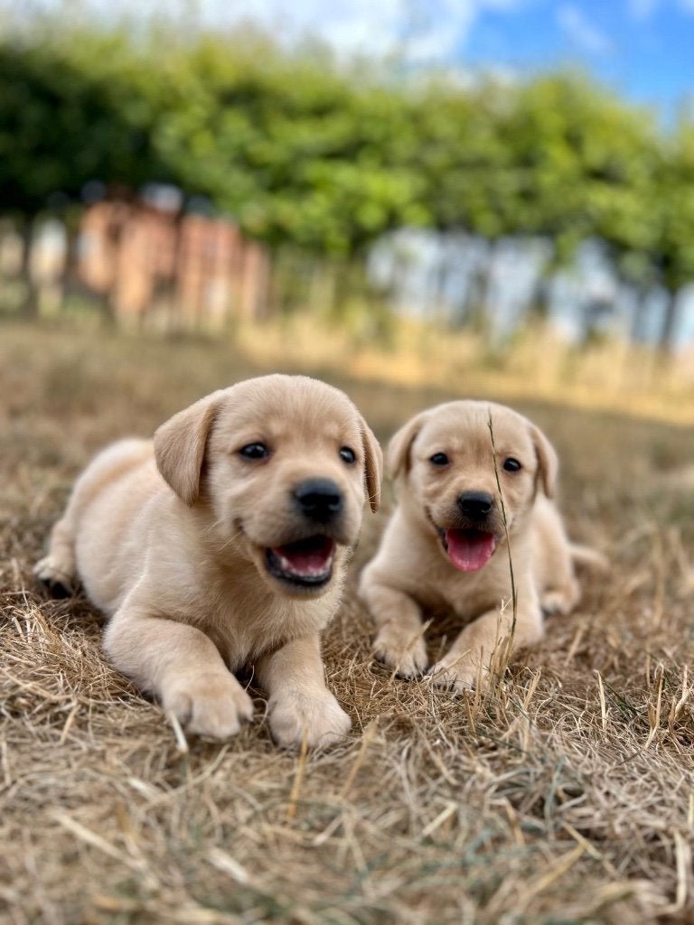 Beaux chiots labrador, Maladie de Carré (chiens), Labrador retriever, Plusieurs, Belgique