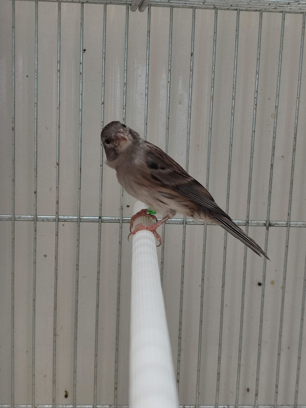 femelle canari 25€ 2026, Enlèvement