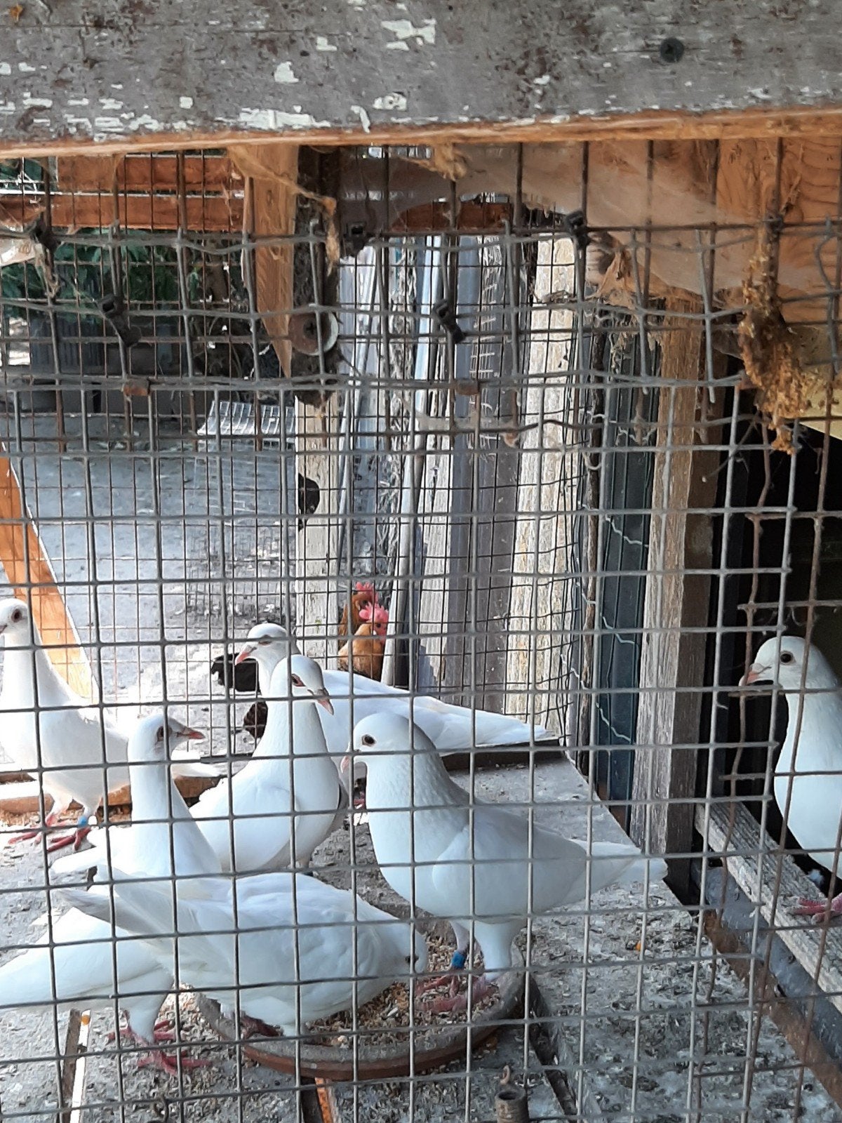4 witte reis duiven, Dieren en Toebehoren, Vogels | Duiven, Geslacht onbekend, Postduif