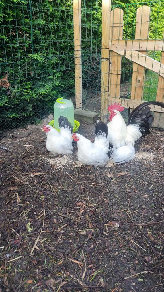 Chabo te koop, Dieren en Toebehoren, Pluimvee, Kip, Meerdere dieren