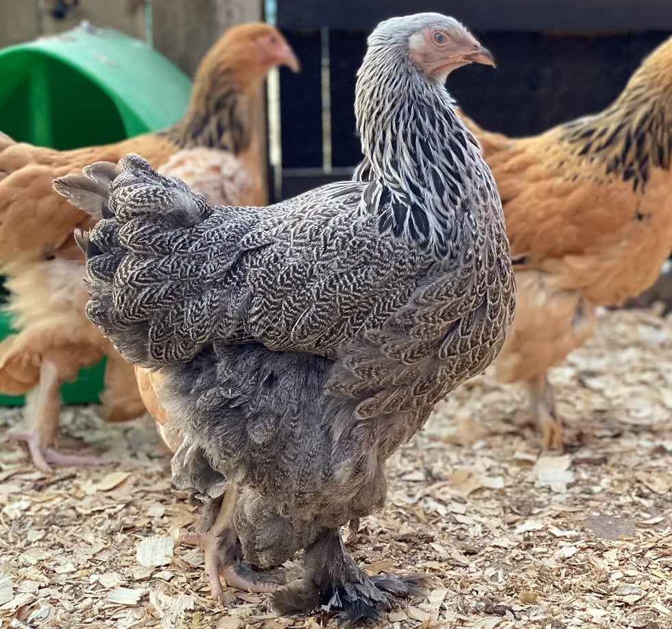 Brahma , zijdehoen , cochin , kleurleggers ...4+1 GRATIS, Vrouwelijk, Kip