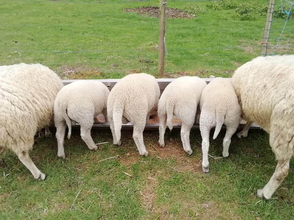 Schaap lammeren bieden, Dieren en Toebehoren, Schaap