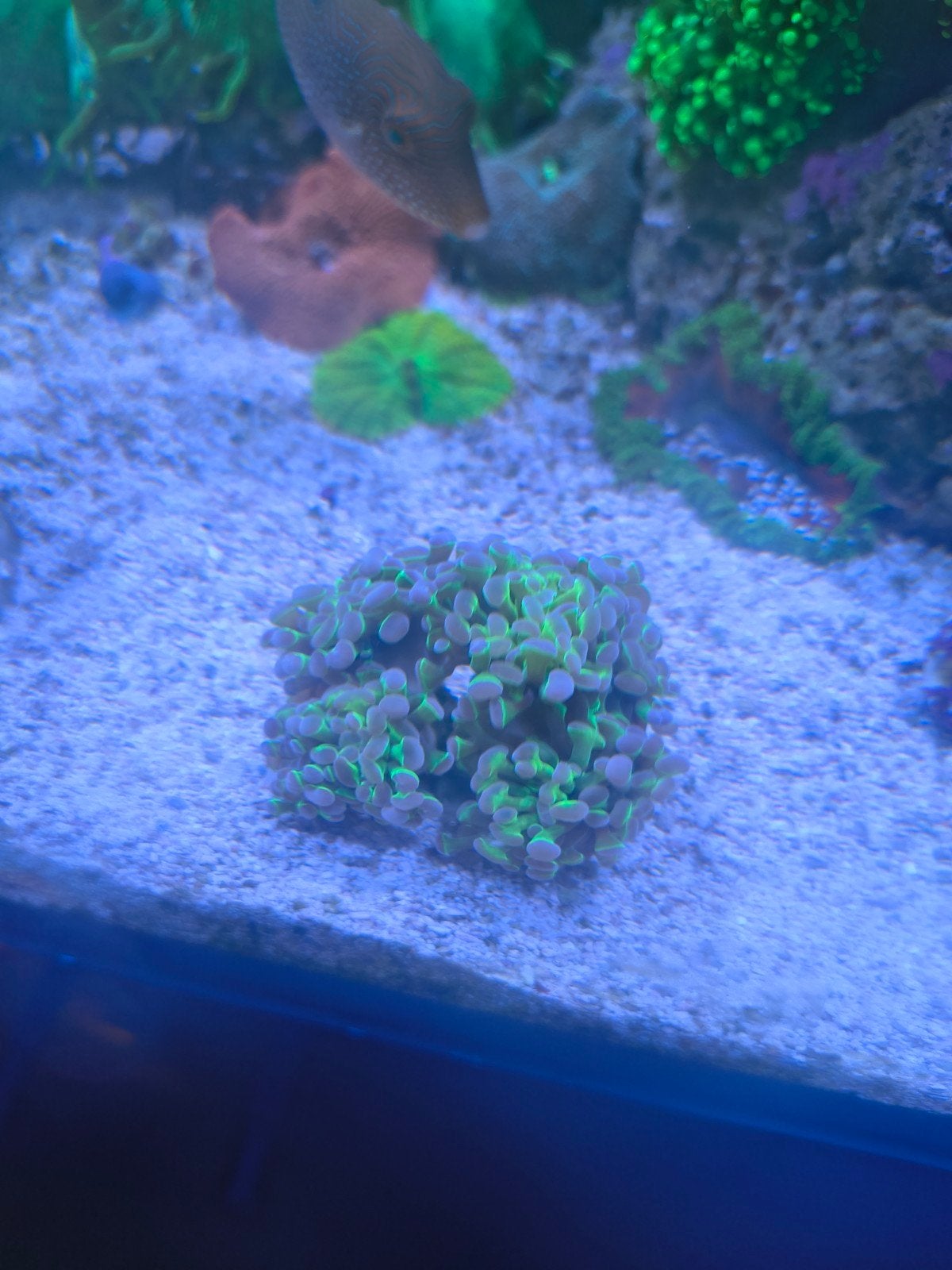 hologram hamer, Autres types, Poisson de mer