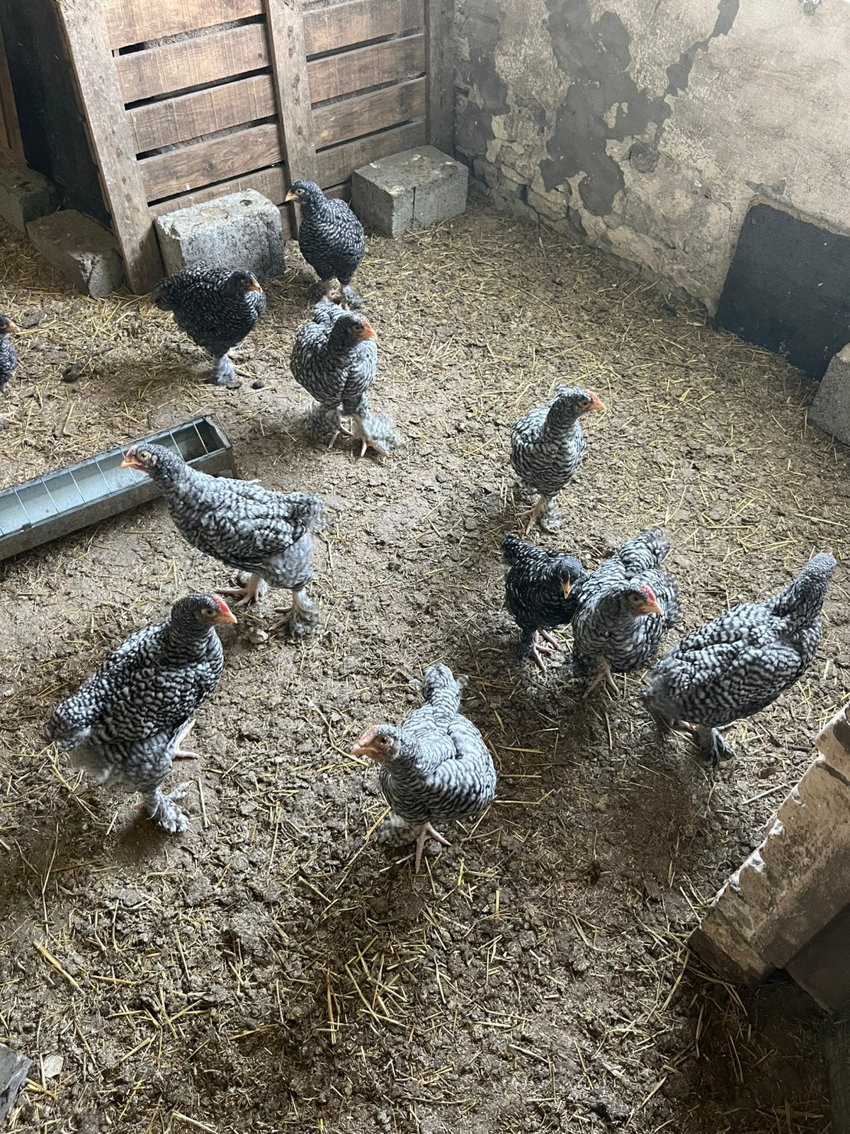 Mechelse koekoek, Mâle, Poule ou poulet
