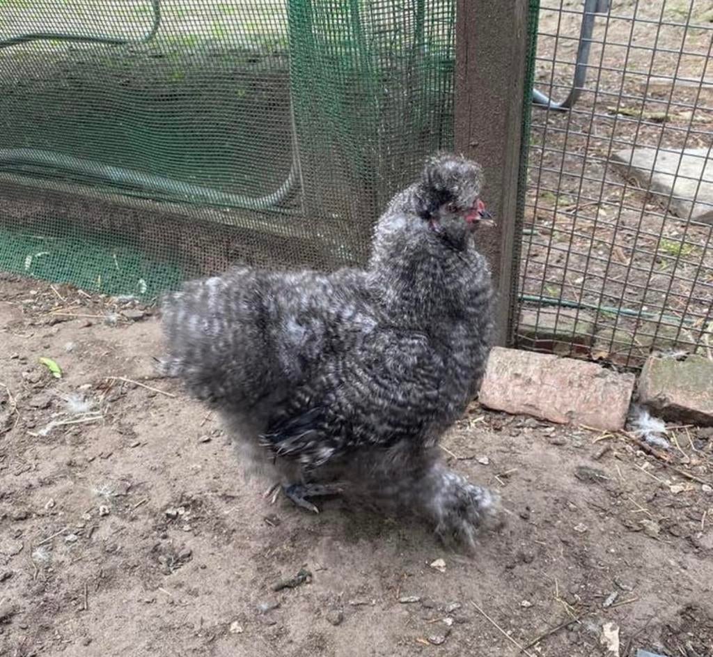 Zijdehoen haan, Dieren en Toebehoren, Mannelijk, Kip