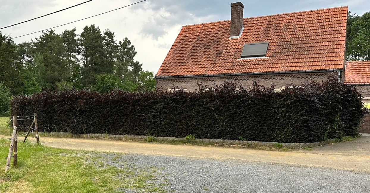 Rode beukenhaag, Tuin en Terras, Ophalen, Beukenhaag