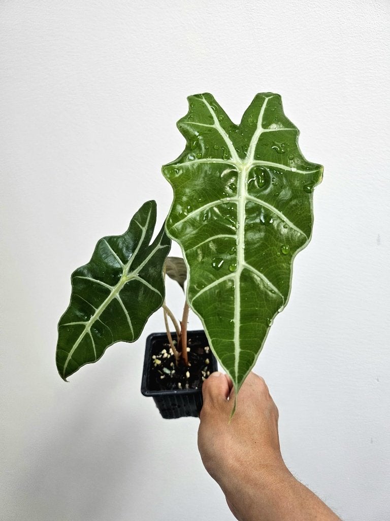 Alocaisa Polly #4, Maison & Meubles, Plantes d'intérieur, Autres espèces, Moins de 100 cm, Plante verte, Ombre partielle, En pot