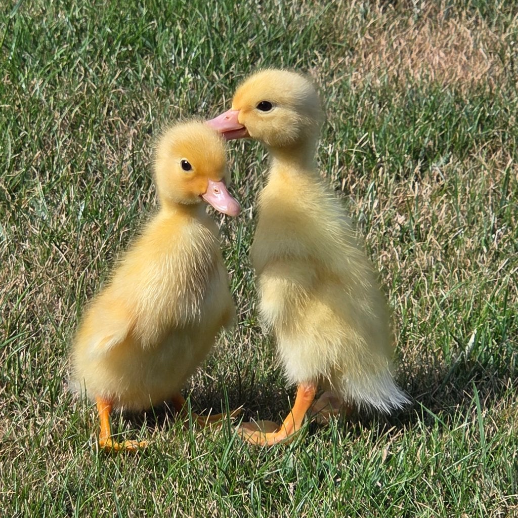 Eenden, Dieren en Toebehoren, Pluimvee