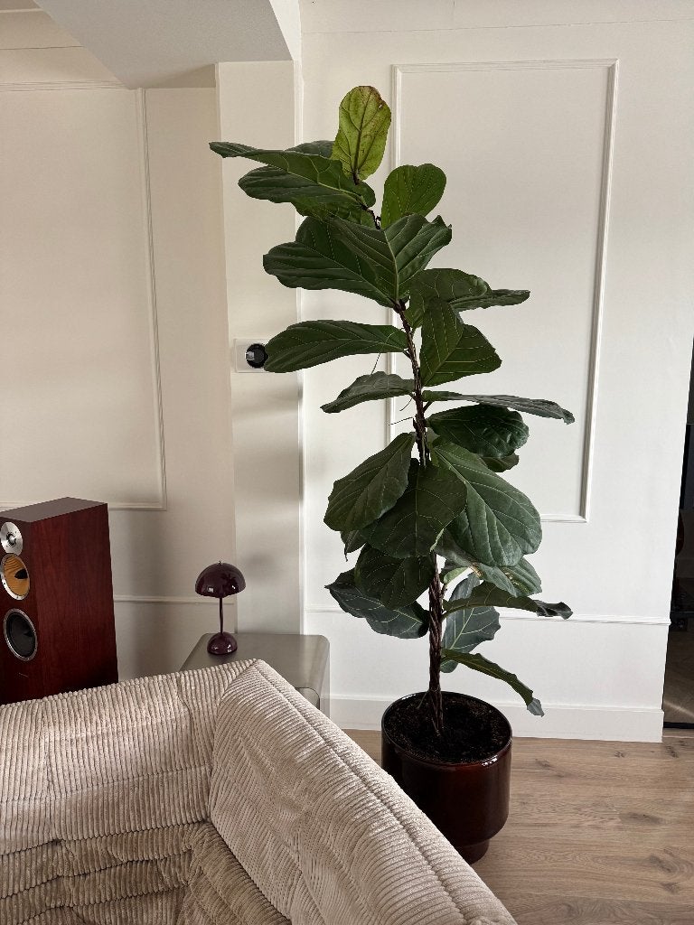 Grote Ficus Lyrata (vioolbladvijg), Maison & Meubles, Ficus, En pot, Plante à fleurs, Ombre partielle