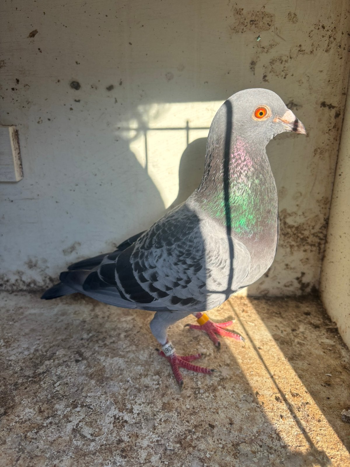 kweekdoffer halve fond, Dieren en Toebehoren, Mannelijk, Postduif