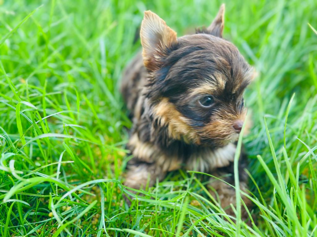Miniature femelle chocolat Yorkshire, Dieren en Toebehoren, Honden | Jack Russells en Terriërs, Teef, Yorkshire Terriër, Particulier