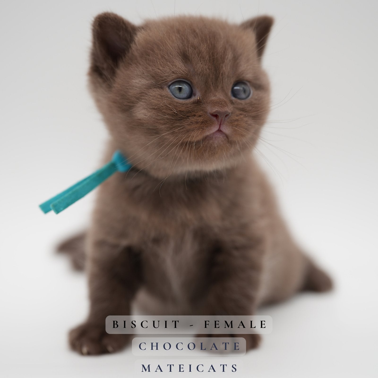 British Shorthair Chocolate - cinnamon - fawn/lilac, Meerdere dieren, Met stamboom, 0 tot 2 jaar