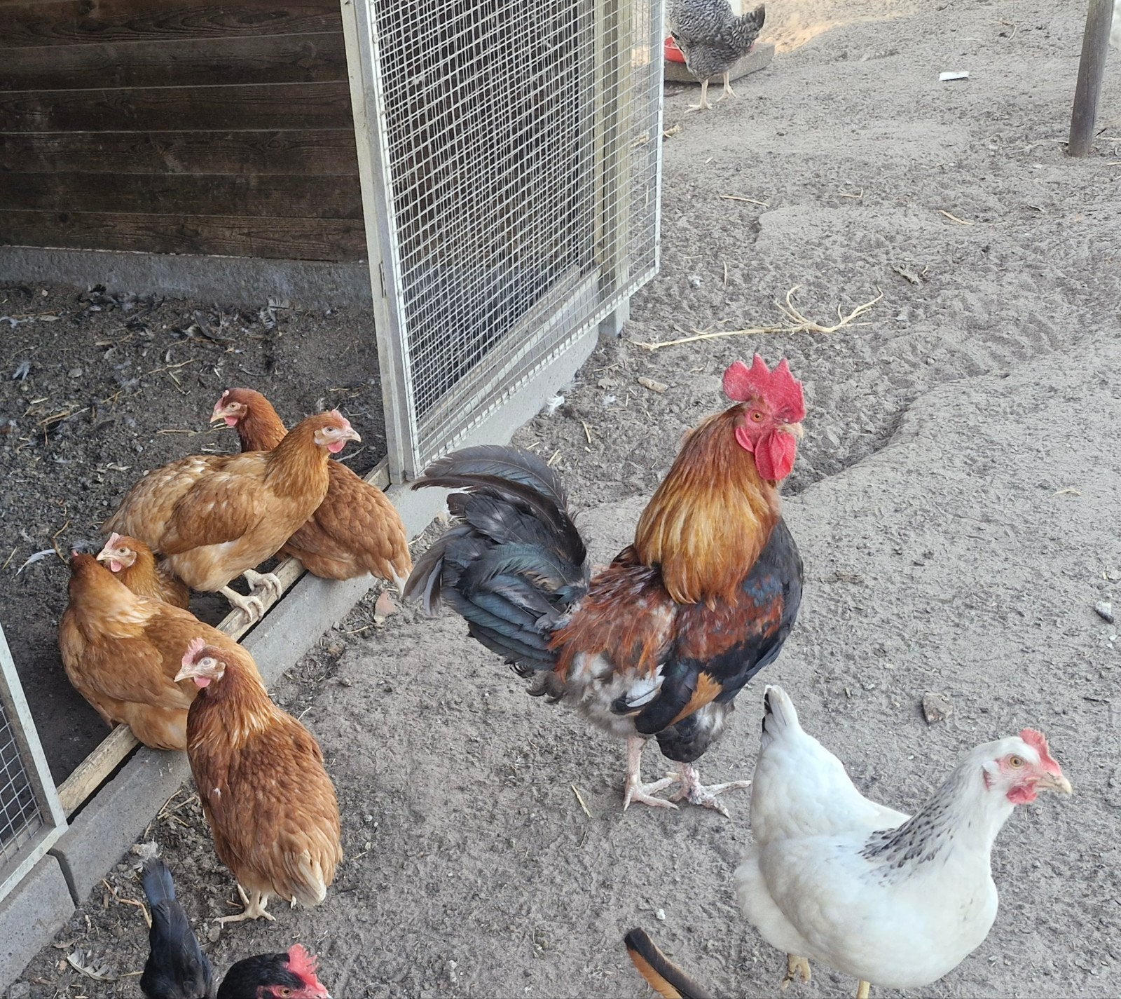 legkippen leghennen, Dieren en Toebehoren, Pluimvee