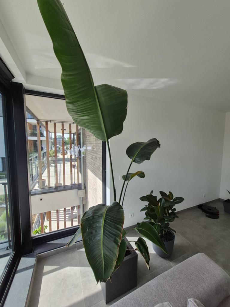 Strelitzia nicolai avec pot de 2 m, Autres espèces, En pot, Plein soleil, Plante verte