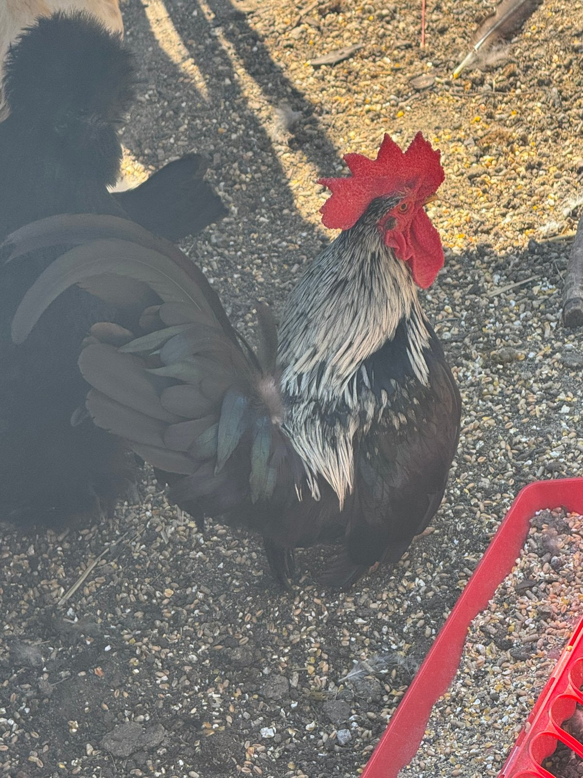 Chabo haan, Dieren en Toebehoren, Pluimvee