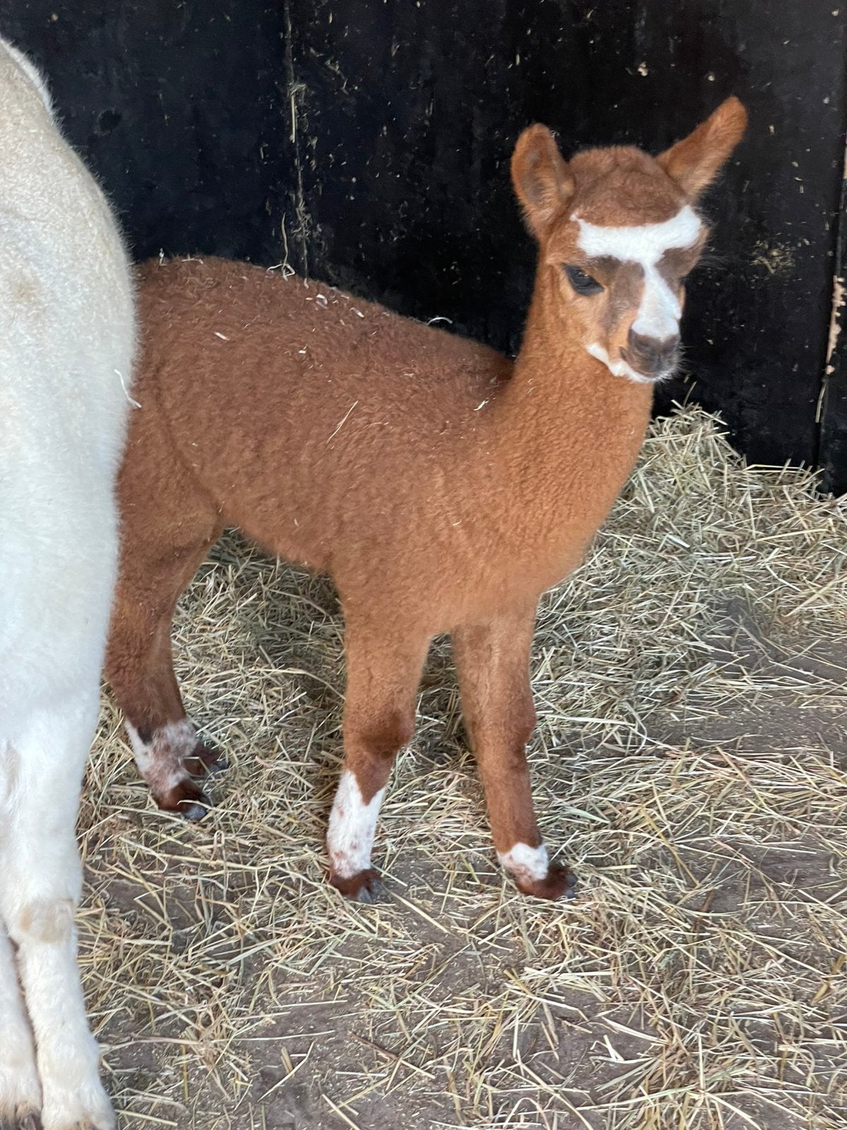 Alpaca hengst bruin, Animaux & Accessoires, Animaux Autre, Juin, Mâle