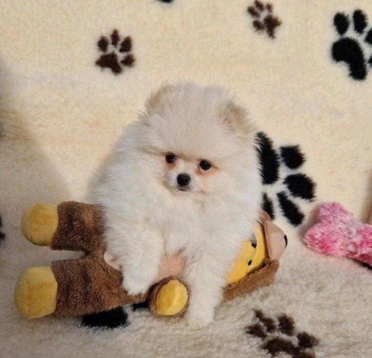 pomeranian pomeriaan dwergkees pups, Dieren en Toebehoren, België, Keeshond, Reu, CDV (hondenziekte)