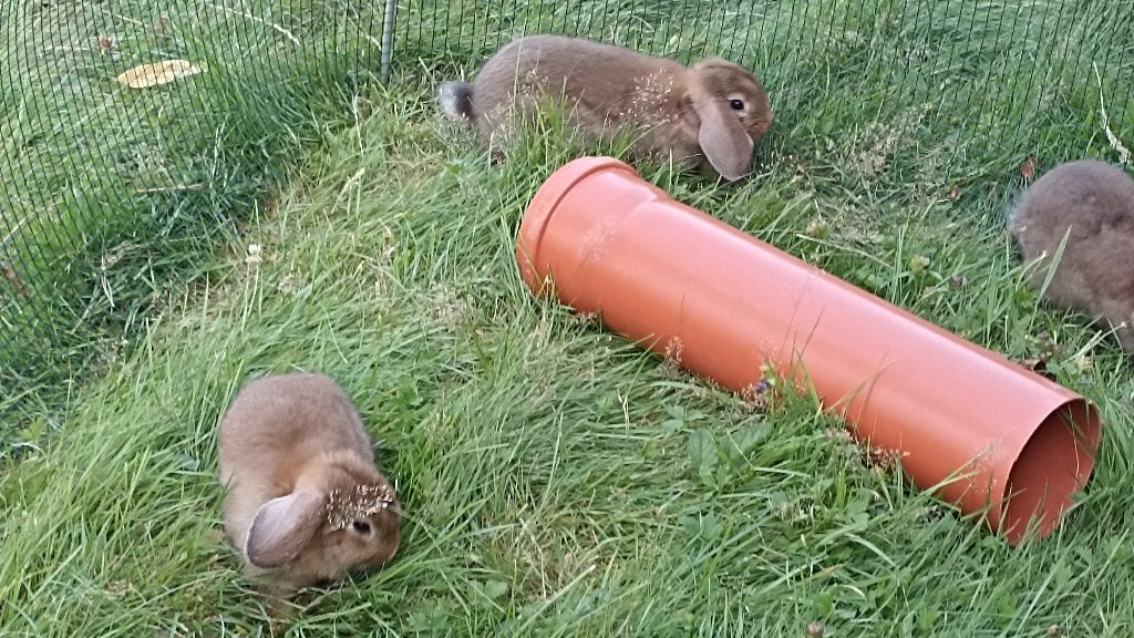 hangoorkonijnen gratis, Dieren en Toebehoren, Konijnen, Meerdere dieren, Klein, 0 tot 2 jaar