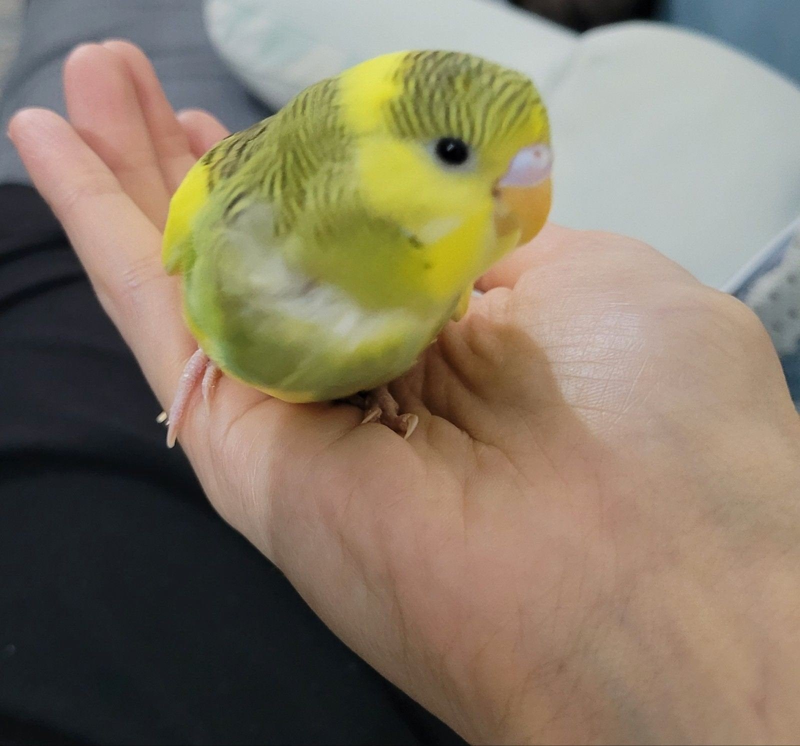 Différentes couleurs de jeunes perruches prêtes à grandir, Plusieurs animaux, Perruche, Domestique