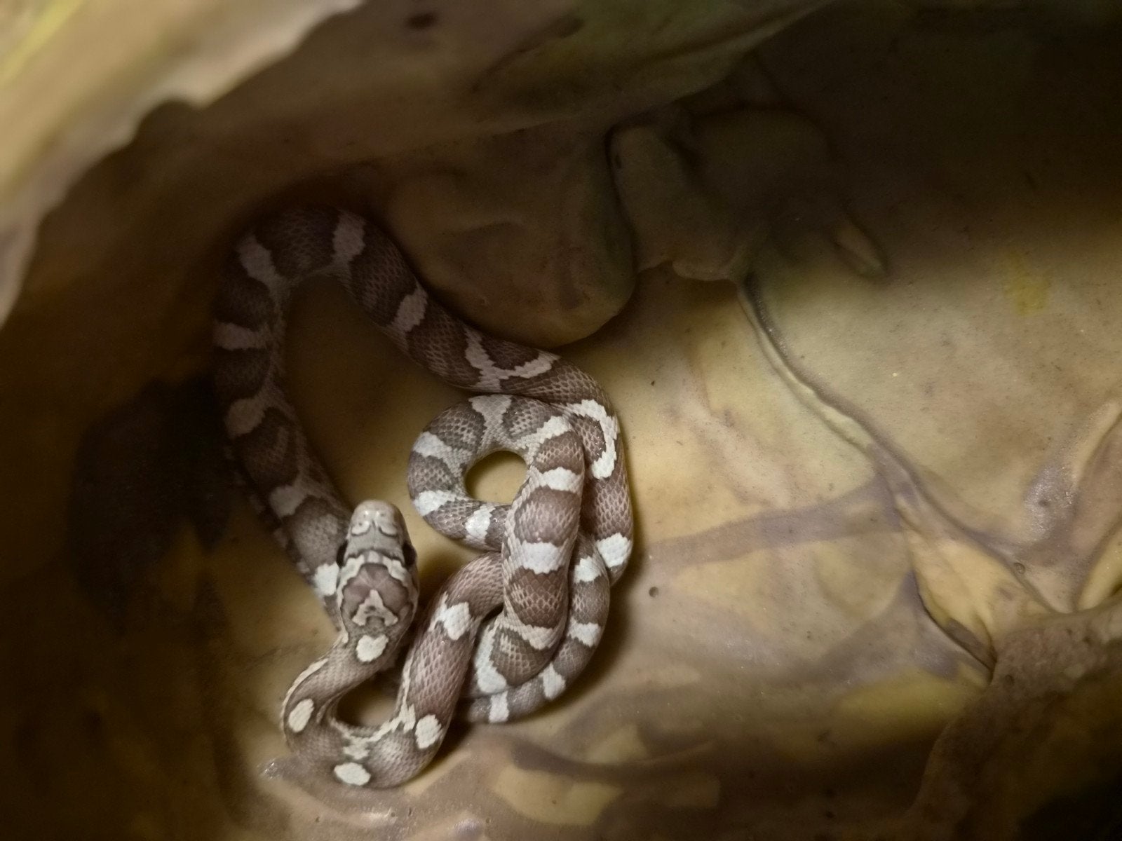Baby korenslang (rattenslang), Dieren en Toebehoren, Slang, Met terrarium, 0 tot 2 jaar