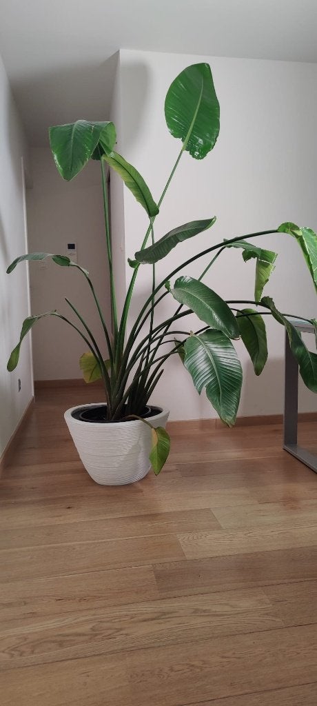 Strelizia Nicolai | Paradijsvogelplant | Inclusief bloempot, Ophalen, Overige soorten, Halfschaduw, 150 tot 200 cm