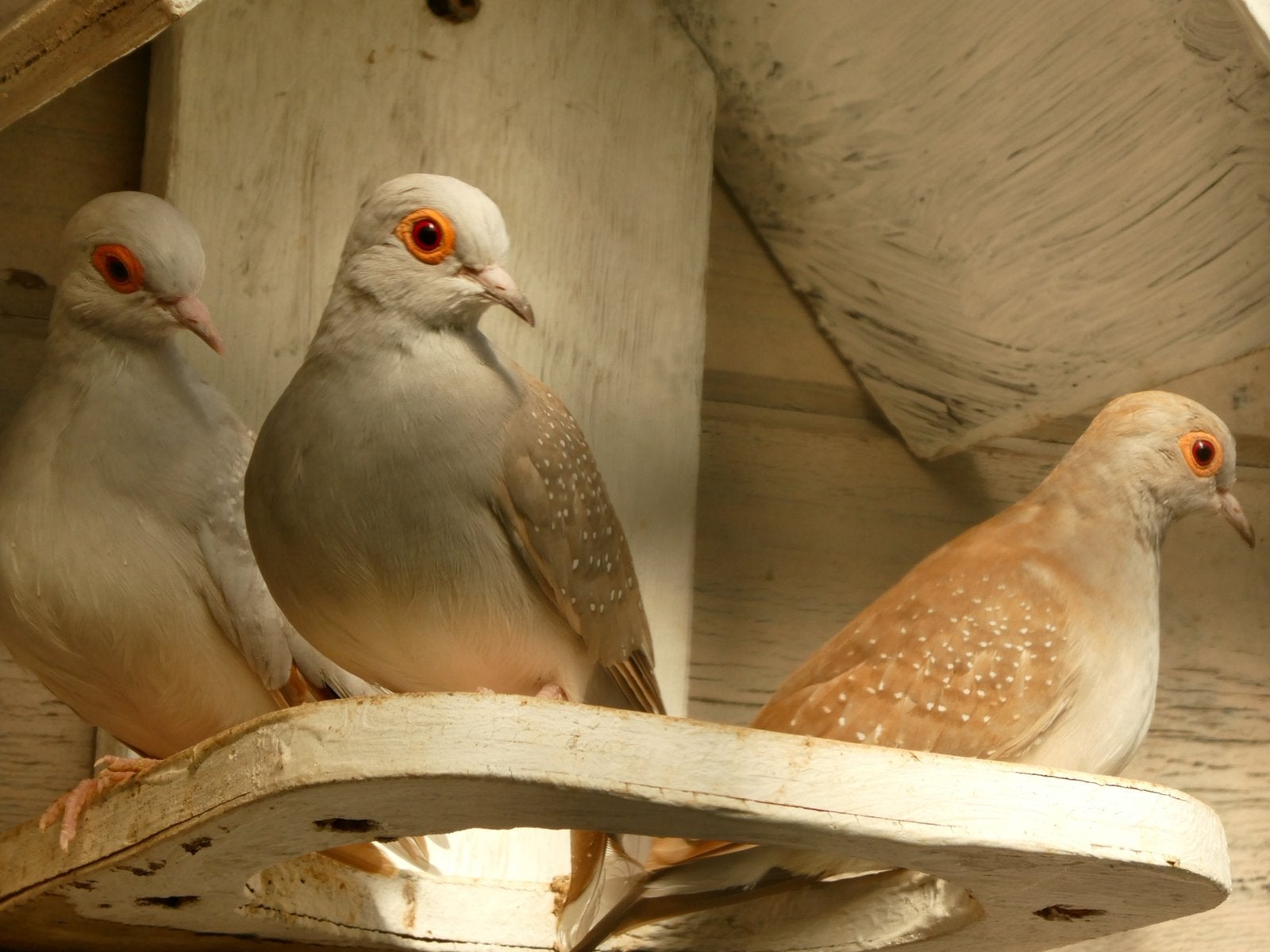 Diamantduifjes te koop, Dieren en Toebehoren