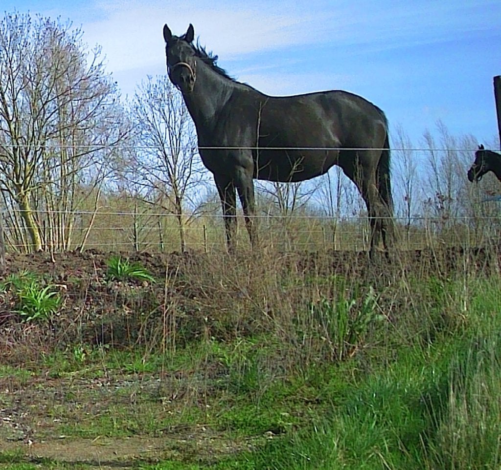 paardenstallen te huur, 2 of 3 paarden of pony's
