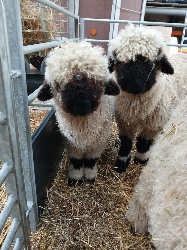 Walliser Schwarznase lammeren, Dieren en Toebehoren, Schapen, Geiten en Varkens