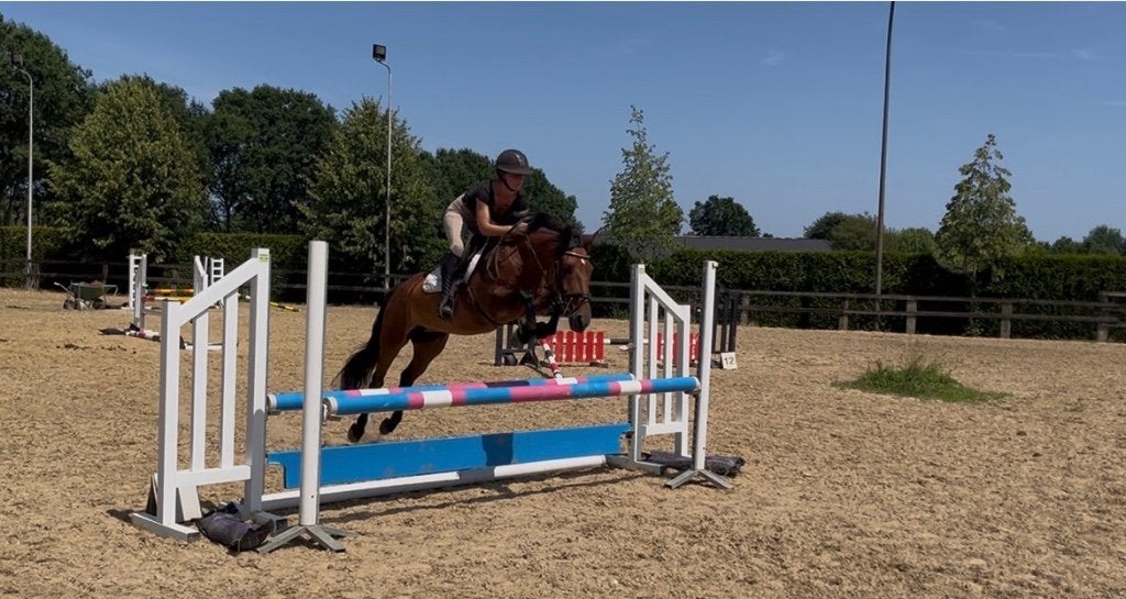 Beloftevolle D-pony, 11 ans ou plus, Avec pedigree, L, Poney D (1.37 m à 1.48m)