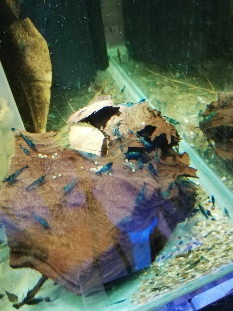 Lichtblauwe, blue diamond, garnalen, Kreeft, Krab of Garnaal, Zoetwatervis, Schoolvis