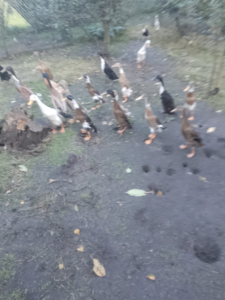 Loopeenden., Meerdere dieren, Eend