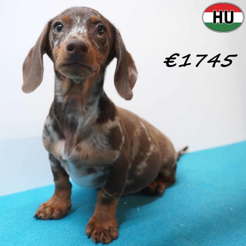 Teckel à poil court – Chiots joueurs et adorables à vendre, 15 semaines à 1 an, Poils courts, Plusieurs animaux, Plusieurs