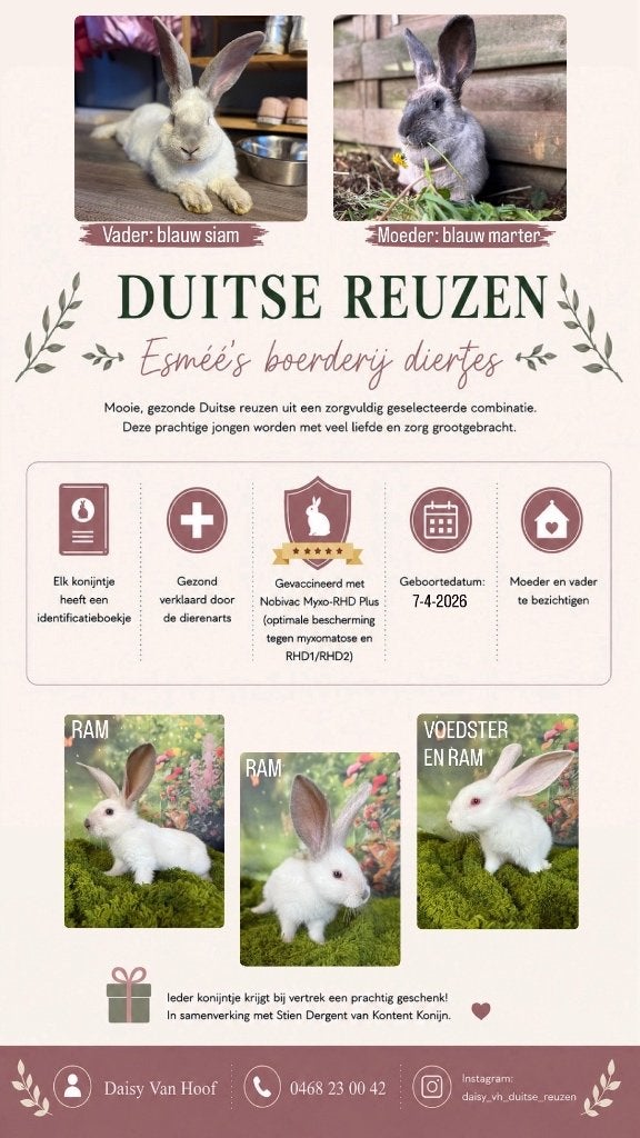 Raszuivere Duitse reuzen, gevaccineerd met ID boekje, Plusieurs animaux, Grand, 0 à 2 ans