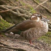 Echange  une sarcelle à collier femelle contre un mâle, Animaux & Accessoires, Oiseaux | Oiseaux Autre, Femelle