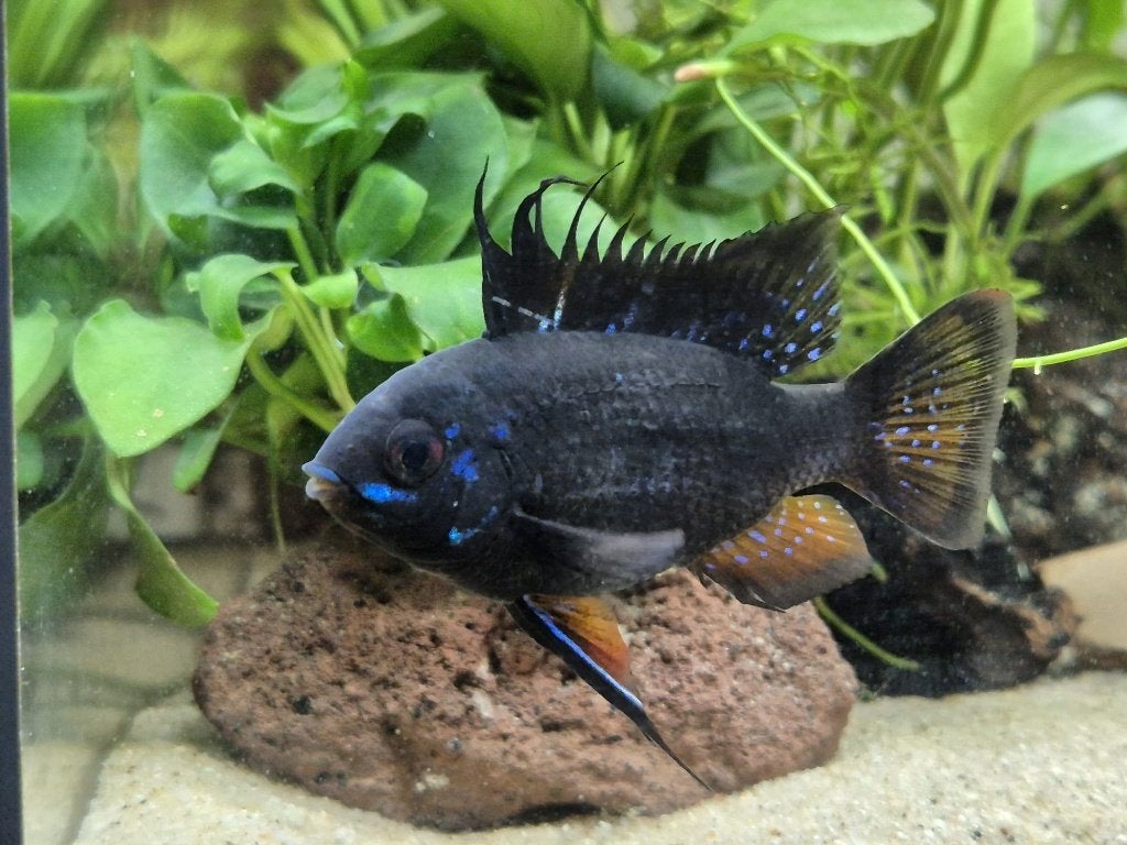 Mikrogeophagus Ramirezi 'Black Devil' Antennebaarsje Zwart, Dieren en Toebehoren, Vissen | Aquariumvissen, Zoetwatervis, Vis, Schoolvis