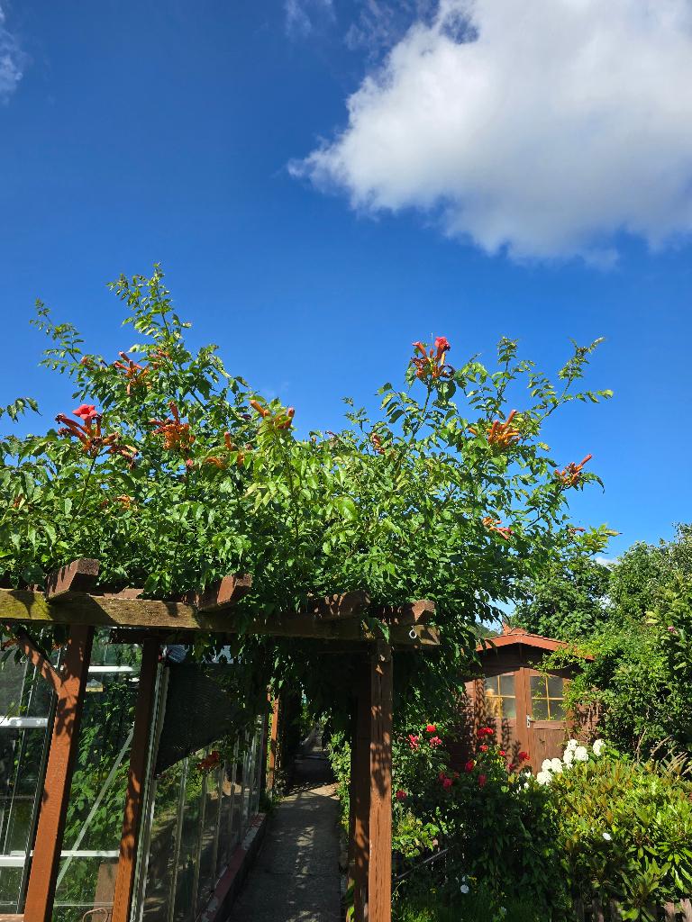 Bignonias, Jardin & Terrasse, 100 à 250 cm, Plein soleil, Autres espèces, Enlèvement