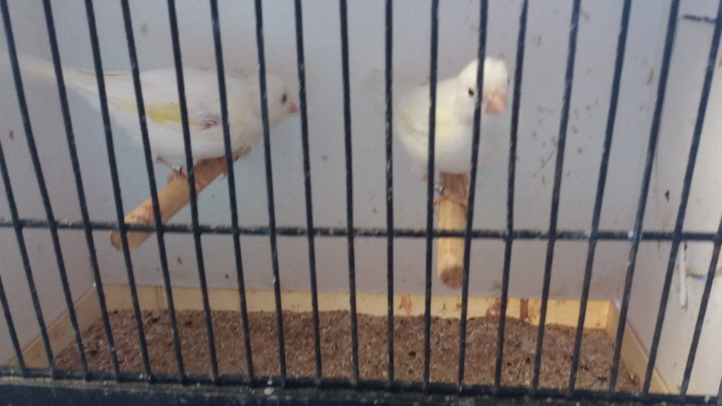 kanaries, Dieren en Toebehoren, Vogels | Kanaries, Kleurkanarie