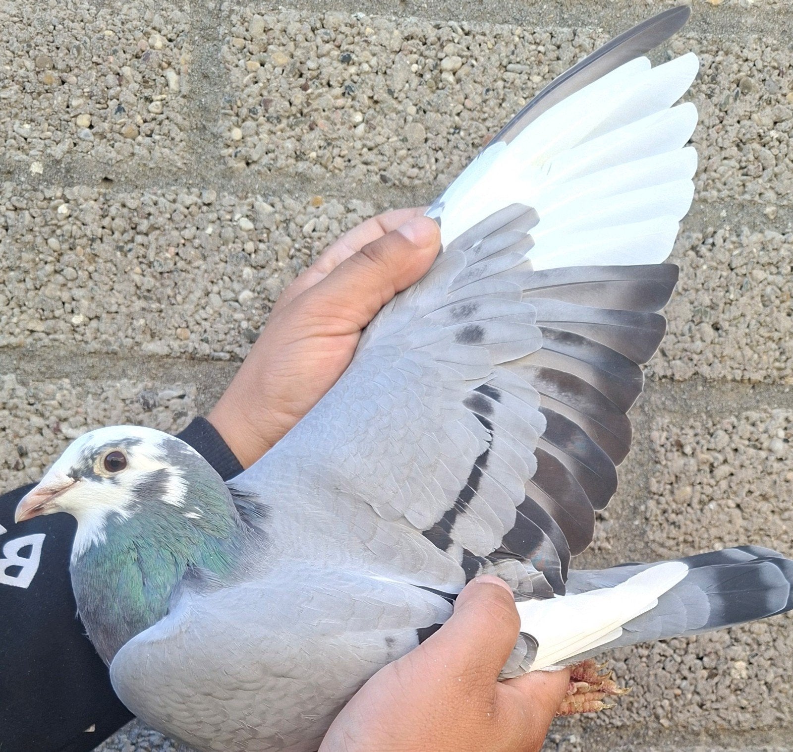 Racing Pigeon Direct W. Buurstra., Animaux & Accessoires