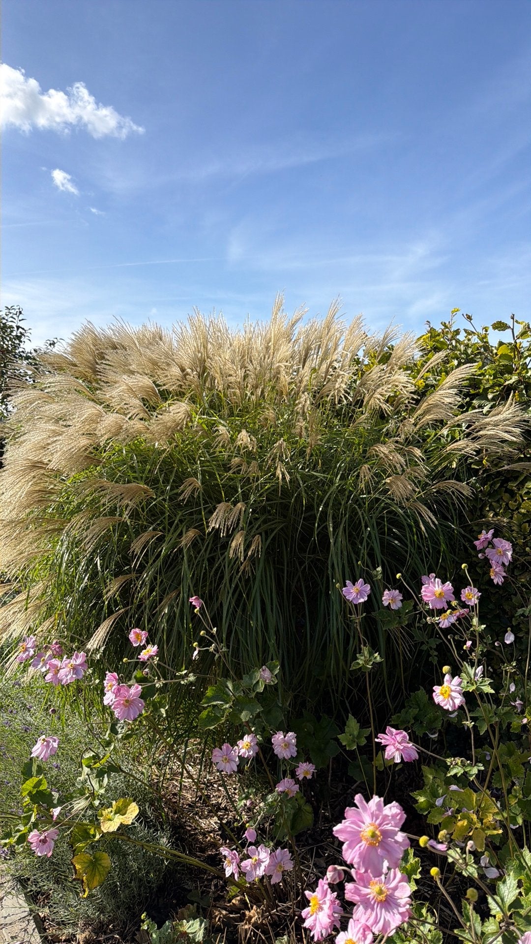Miscanthus sinensis ‘Herman Mussel’, Tuin en Terras, Ophalen, Herfst
