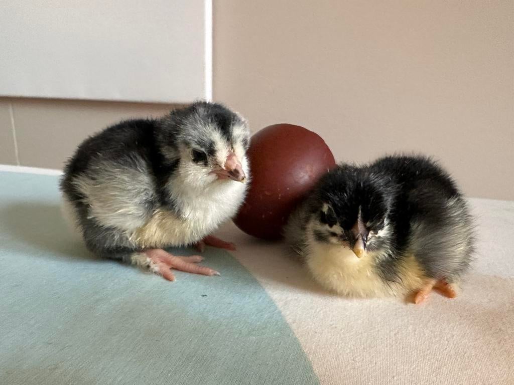 2 marans kuikens, Dieren en Toebehoren, Kip