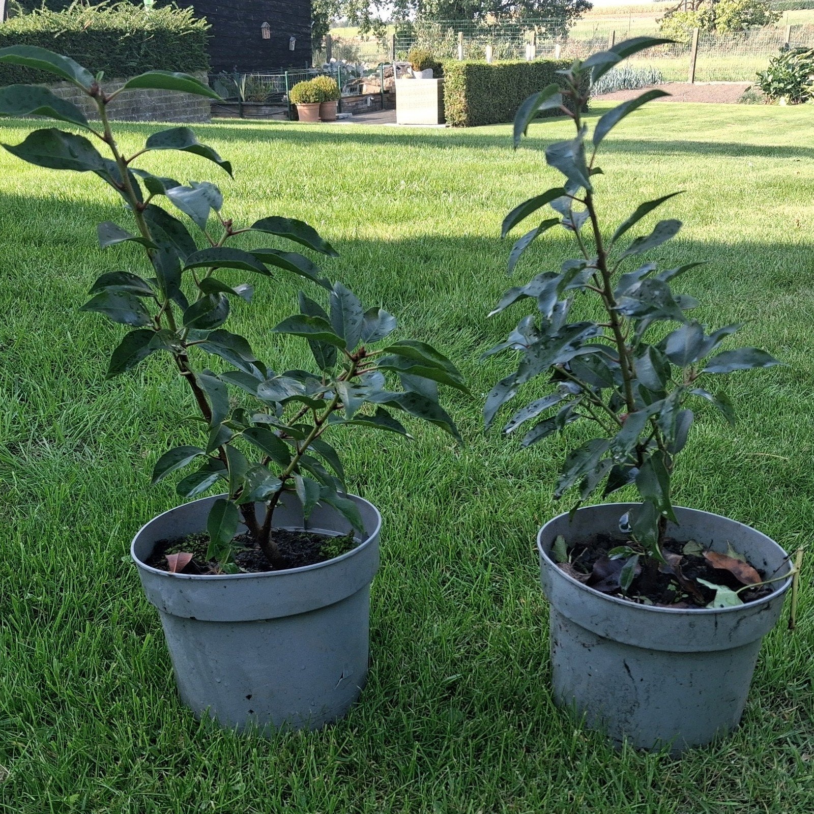 prunus lucitanica (Portugese laurier), Enlèvement, En pot