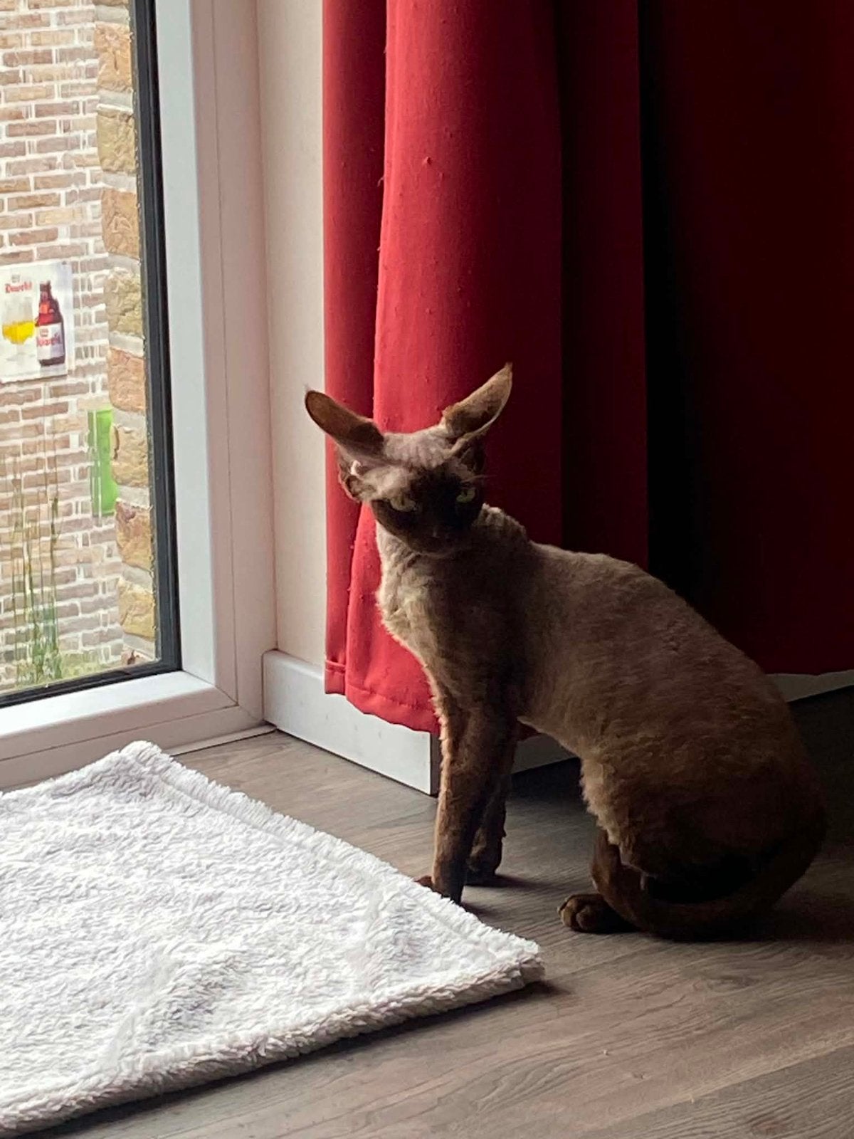 Chocolate devon rex dekkater 500 euro NIET TE KOOP, Kater, 0 tot 2 jaar