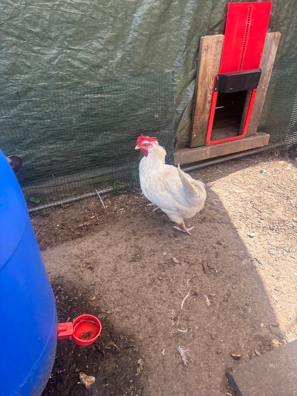 Leghorn hen te koop, Dieren en Toebehoren, Vrouwelijk, Kip